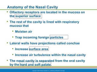 Copyright © 2009 Pearson Education, Inc., publishing as Benjamin Cummings
Anatomy of the Nasal Cavity
 Olfactory receptors are located in the mucosa on
the superior surface
 The rest of the cavity is lined with respiratory
mucosa that
 Moisten air
 Trap incoming foreign particles
 Lateral walls have projections called conchae
 Increase surface area
 Increase air turbulence within the nasal cavity
 The nasal cavity is separated from the oral cavity
by the hard and soft palate.
 