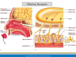 Copyright © 2009 Pearson Education, Inc., publishing as Benjamin Cummings
Olfactory Receptors
 