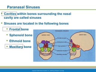 Copyright © 2009 Pearson Education, Inc., publishing as Benjamin Cummings
Paranasal Sinuses
 Cavities within bones surrounding the nasal
cavity are called sinuses
 Sinuses are located in the following bones
 Frontal bone
 Sphenoid bone
 Ethmoid bone
 Maxillary bone
 