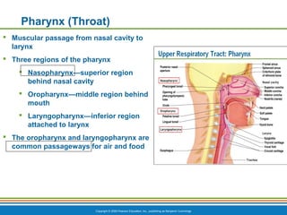 Copyright © 2009 Pearson Education, Inc., publishing as Benjamin Cummings
Pharynx (Throat)
 Muscular passage from nasal cavity to
larynx
 Three regions of the pharynx
 Nasopharynx—superior region
behind nasal cavity
 Oropharynx—middle region behind
mouth
 Laryngopharynx—inferior region
attached to larynx
 The oropharynx and laryngopharynx are
common passageways for air and food
 