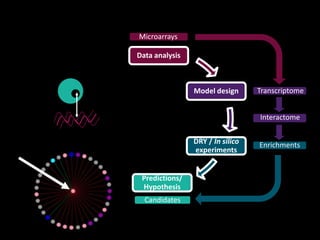 Enrichments
Interactome
Data analysis
Model design
Predictions/
Hypothesis
DRY / In silico
experiments
Microarrays
Transcriptome
Candidates
 