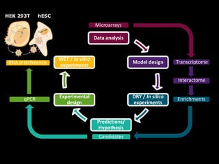Enrichments
Interactome
Data analysis
Model design
WET / In vitro
experiments
Experimental
design
Predictions/
Hypothesis
DRY / In silico
experiments
Microarrays
Transcriptome
Candidates
hESCHEK 293T
RNA interference
qPCR
 