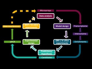 Enrichments
Interactome
Data analysis
Model design
WET / In vitro
experiments
Experimental
design
Predictions/
Hypothesis
DRY / In silico
experiments
Microarrays
Transcriptome
Candidates
RNA interference
qPCR
 