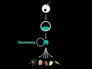 Stemness
 