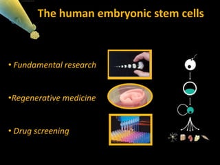 • Fundamental research
•Regenerative medicine
• Drug screening
The human embryonic stem cells
 