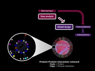 Interactome
Data analysis
Model design
Microarrays
Transcriptome
Protein-Protein interaction network
• Node = Protein
• Edge = Physical interaction
 