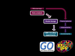 Enrichments
Interactome
Data analysis
Model design
DRY / In silico
experiments
Microarrays
Transcriptome
 