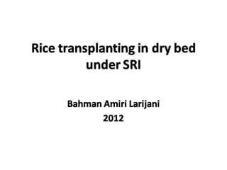 1302 Rice Transplanting in Dry Bed under SRI