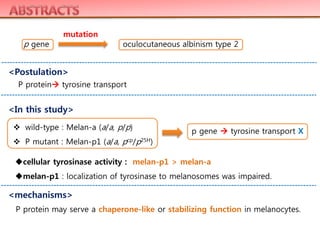 P protein tyrosine transport
 wild-type : Melan-a (a/a, p/p)
 P mutant : Melan-p1 (a/a, pcp/p25H)
p gene oculocutaneous albinism type 2
mutation
<Postulation>
<In this study>
p gene  tyrosine transport X
cellular tyrosinase activity : melan-p1 > melan-a
melan-p1 : localization of tyrosinase to melanosomes was impaired.
<mechanisms>
P protein may serve a chaperone-like or stabilizing function in melanocytes.
 