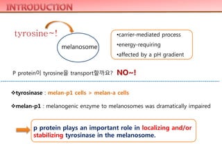 tyrosine~!
P protein이 tyrosine을 transport할까요? NO~!
melanosome
•carrier-mediated process
•energy-requiring
•affected by a pH gradient
tyrosinase : melan-p1 cells > melan-a cells
melan-p1 : melanogenic enzyme to melanosomes was dramatically impaired
p protein plays an important role in localizing and/or
stabilizing tyrosinase in the melanosome.
 