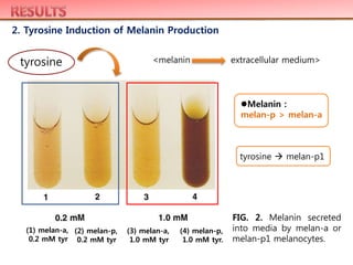 2. Tyrosine Induction of Melanin Production
FIG. 2. Melanin secreted
into media by melan-a or
melan-p1 melanocytes.
(4) melan-p,
1.0 mM tyr.
(1) melan-a,
0.2 mM tyr
(2) melan-p,
0.2 mM tyr
(3) melan-a,
1.0 mM tyr
Melanin :
melan-p > melan-a
tyrosine
tyrosine  melan-p1
<melanin extracellular medium>
 