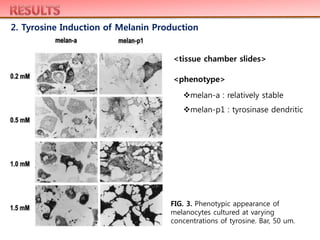 FIG. 3. Phenotypic appearance of
melanocytes cultured at varying
concentrations of tyrosine. Bar, 50 um.
2. Tyrosine Induction of Melanin Production
<tissue chamber slides>
melan-a : relatively stable
melan-p1 : tyrosinase dendritic
<phenotype>
 
