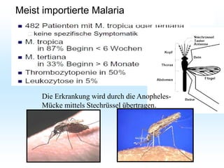 Meist importierte Malaria:
Die Erkrankung wird durch die Anopheles-
Mücke mittels Stechrüssel übertragen.
 