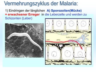 1) Eindringen der länglichen A) Sporozoiten(Mücke)
= erwachsener Erreger in die Leberzelle und werden zu
Schizonten (Leber)
 
