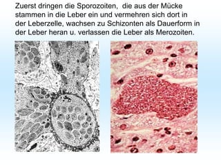 Zuerst dringen die Sporozoiten, die aus der Mücke
stammen in die Leber ein und vermehren sich dort in
der Leberzelle, wachsen zu Schizonten als Dauerform in
der Leber heran u. verlassen die Leber als Merozoiten.
 