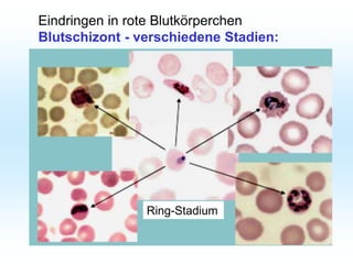 Ring-Stadium
Eindringen in rote Blutkörperchen
Blutschizont - verschiedene Stadien:
 
