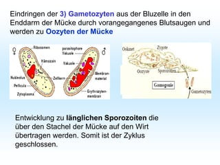Eindringen der 3) Gametozyten aus der Bluzelle in den
Enddarm der Mücke durch vorangegangenes Blutsaugen und
werden zu Oozyten der Mücke
Entwicklung zu länglichen Sporozoiten die
über den Stachel der Mücke auf den Wirt
übertragen werden. Somit ist der Zyklus
geschlossen.
 