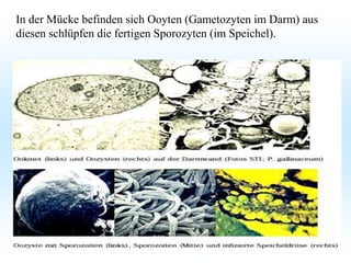 In der Mücke befinden sich Ooyten (Gametozyten im Darm) aus
diesen schlüpfen die fertigen Sporozyten (im Speichel).
 