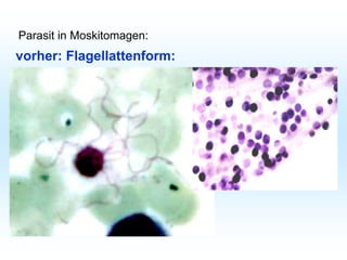 Parasit in Moskitomagen:
vorher: Flagellattenform:
 