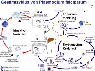 Gesamtzyklus von Plasmodium falciparum
Moskito-
kreislauf
Erythrozyten-
Kreislauf
Leberver-
mehrung
 