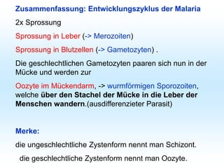 Zusammenfassung: Entwicklungszyklus der Malaria
2x Sprossung
Sprossung in Leber (-> Merozoiten)
Sprossung in Blutzellen (-> Gametozyten) .
Die geschlechtlichen Gametozyten paaren sich nun in der
Mücke und werden zur
Oozyte im Mückendarm, -> wurmförmigen Sporozoiten,
welche über den Stachel der Mücke in die Leber der
Menschen wandern.(ausdifferenzieter Parasit)
Merke:
die ungeschlechtliche Zystenform nennt man Schizont.
die geschlechtliche Zystenform nennt man Oozyte.
 