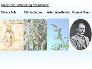 Chinin zur Behandlung der Malaria:
Dürers Milz Chininblättter Artemisia-Beifuß Ronald Ross
 