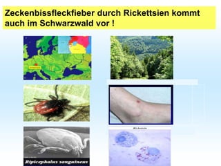 Zeckenbissfleckfieber durch Rickettsien kommt
auch im Schwarzwald vor !
 