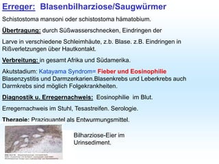 Erreger: Blasenbilharziose/Saugwürmer
Schistostoma mansoni oder schistostoma hämatobium.
Übertragung: durch Süßwasserschnecken, Eindringen der
Larve in verschiedene Schleimhäute, z.b. Blase. z.B. Eindringen in
Rißverletzungen über Hautkontakt.
Verbreitung: in gesamt Afrika und Südamerika.
Akutstadium: Katayama Syndrom= Fieber und Eosinophilie
Blasenzystitis und Darmzerkarien.Blasenkrebs und Leberkrebs auch
Darmkrebs sind möglich Folgekrankheiten.
Diagnostik u. Erregernachweis: Eosinophilie im Blut.
Erregernachweis im Stuhl, Tesastreifen. Serologie.
Therapie: Praziquantel als Entwurmungsmittel.
Bilharziose-Eier im
Urinsediment.
 