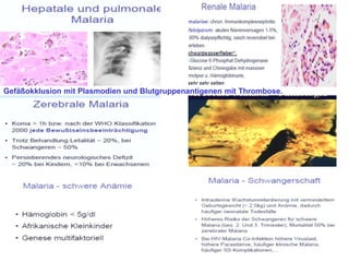 Gefäßokklusion mit Plasmodien und Blutgruppenantigenen mit Thrombose.
 