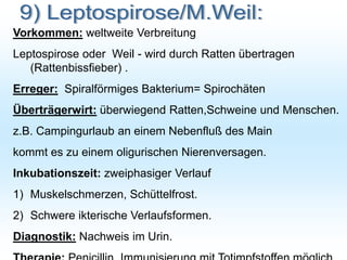 Vorkommen: weltweite Verbreitung
Leptospirose oder Weil - wird durch Ratten übertragen
(Rattenbissfieber) .
Erreger: Spiralförmiges Bakterium= Spirochäten
Überträgerwirt: überwiegend Ratten,Schweine und Menschen.
z.B. Campingurlaub an einem Nebenfluß des Main
kommt es zu einem oligurischen Nierenversagen.
Inkubationszeit: zweiphasiger Verlauf
1) Muskelschmerzen, Schüttelfrost.
2) Schwere ikterische Verlaufsformen.
Diagnostik: Nachweis im Urin.
 
