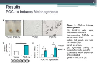3

Results
PGC-1a Induces Melanogenesis


                               Figure 1. PGC-1a Induces
                        ...