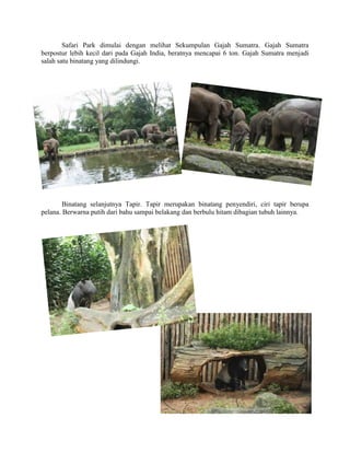 Safari Park dimulai dengan melihat Sekumpulan Gajah Sumatra. Gajah Sumatra
berpostur lebih kecil dari pada Gajah India, beratnya mencapai 6 ton. Gajah Sumatra menjadi
salah satu binatang yang dilindungi.
Binatang selanjutnya Tapir. Tapir merupakan binatang penyendiri, ciri tapir berupa
pelana. Berwarna putih dari bahu sampai belakang dan berbulu hitam dibagian tubuh lainnya.
 