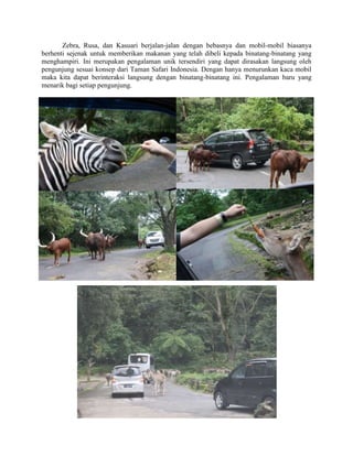 Zebra, Rusa, dan Kasuari berjalan-jalan dengan bebasnya dan mobil-mobil biasanya
berhenti sejenak untuk memberikan makanan yang telah dibeli kepada binatang-binatang yang
menghampiri. Ini merupakan pengalaman unik tersendiri yang dapat dirasakan langsung oleh
pengunjung sesuai konsep dari Taman Safari Indonesia. Dengan hanya menurunkan kaca mobil
maka kita dapat berinteraksi langsung dengan binatang-binatang ini. Pengalaman baru yang
menarik bagi setiap pengunjung.
 
