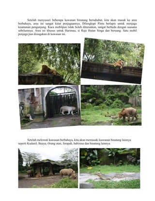 Setelah menyusuri beberapa kawanan binatang bersahabat, kita akan masuk ke area
berbahaya, area ini sangat ketat penjagaannya. Dilengkapi Pintu berlapis untuk menjaga
keamanan pengunjung. Kaca mobilpun tidak boleh diturunkan, sangat berbeda dengan suasana
sebelumnya. Area ini khusus untuk Harimau, si Raja Hutan Singa dan beruang. Satu mobil
penjaga pun disiagakan di kawasan ini.
Setelah melewati kawasan berbahaya, kita akan memasuki kawanan binatang lainnya
seperti Kudanil, Buaya, Orang utan, Jerapah, babirusa dan binatang lainnya.
 