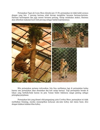 Pertunjukan Tigers & Lions Show dimulai jam 13:30, pertunjukan ini tidak kalah serunya
dengan yang lain. 2 pawang harimau telah bersiap menghibur bersama harimau-harimau.
Harimau berlompatan dan juga menari bersama pawang. Setiap melakukan atraksi, Harimau
akan diberikan makanan kecil oleh pawang sebagai hadiah kepintarannya.
Bila pertunjukan pertama terlewatkan, kita bisa melihatnya lagi di pertunjukan kedua
karena satu pertunjukan akan dimainkan dua kali setiap harinya. Tiap pertunjukan berada di
lokasi yang berbeda-beda karena itu peta Taman Safari Indonesia sangat penting sebagai
pelengkap perjalanan.
Pertunjukan lain yang dinanti oleh pengunjung yaitu Cowboy Show, pertunjukan ini tidak
melibatkan binatang, mereka menampilkan kelucuan aksi-aksi koboy dari dunia barat, diisi
dengan ledakan-ledakan khas koboy.
 