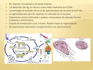 Ò  Dx. Examen microscópico de heces frescas.
Ò  La detección del Ag. en heces o suero debe realizarse por ELISA.
Ò  La serología es también útil en el dx, detectándose los ac entre el 5-6º día.
Ò  La sigmoidoscopia permite observar el trofozoíto en la mucosa.
Ò  Tratamiento contra trofozoítos y quistes, metronidazol de elección formas
invasoras y asintomática.
Ò  Control de erradicación a las 2-4 sem. Repetir hasta la negativización.
Ò  Se recomienda tratamiento complementario con paromomicina
 