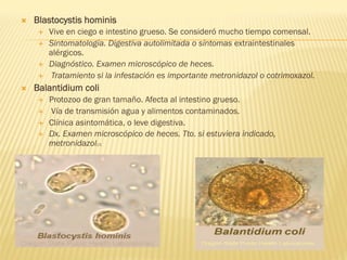Ò  Blastocystis hominis
É  Vive en ciego e intestino grueso. Se consideró mucho tiempo comensal.
É  Sintomatología. Digestiva autolimitada o síntomas extraintestinales
alérgicos.
É  Diagnóstico. Examen microscópico de heces.
É  Tratamiento si la infestación es importante metronidazol o cotrimoxazol.
Ò  Balantidium coli
É  Protozoo de gran tamaño. Afecta al intestino grueso.
É  Vía de transmisión agua y alimentos contaminados.
É  Clínica asintomática, o leve digestiva.
É  Dx. Examen microscópico de heces. Tto. si estuviera indicado,
metronidazol13.
 