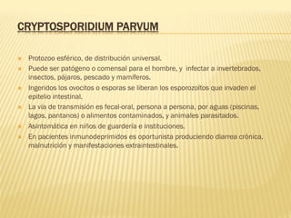 CRYPTOSPORIDIUM PARVUM
Ò  Protozoo esférico, de distribución universal.
Ò  Puede ser patógeno o comensal para el hombre, y infectar a invertebrados,
insectos, pájaros, pescado y mamíferos.
Ò  Ingeridos los ovocitos o esporas se liberan los esporozoítos que invaden el
epitelio intestinal.
Ò  La vía de transmisión es fecal-oral, persona a persona, por aguas (piscinas,
lagos, pantanos) o alimentos contaminados, y animales parasitados.
Ò  Asintomática en niños de guardería e instituciones.
Ò  En pacientes inmunodeprimidos es oportunista produciendo diarrea crónica,
malnutrición y manifestaciones extraintestinales.
 