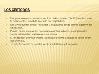 LOS CESTODOS
Ò  Son gusanos planos, formados por tres partes, escolex (fijación), cuello o zona
de crecimiento, y estróbilo (formado por proglótides).
Ò  Las larvas pueden ocupar los tejidos y los gusanos adulto el tubo digestivo del
hospedador.
Ò  Pueden haber uno o varios hospedadores intermediarios, que ingieren los
huevos y desarrollan las larvas en sus tejidos.
Ò  El hospedador definitivo ingiere las larvas y desarrolla el gusano adulto en su
tubo digestivo.
Ò  Los más frecuentes en nuestro medio son T. Solium y T. saginata.
 