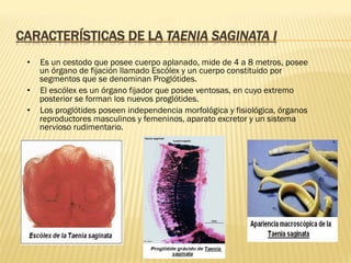 CARACTERÍSTICAS DE LA TAENIA SAGINATA I
•  Es un cestodo que posee cuerpo aplanado, mide de 4 a 8 metros, posee
un órgano de fijación llamado Escólex y un cuerpo constituido por
segmentos que se denominan Proglótides.
•  El escólex es un órgano fijador que posee ventosas, en cuyo extremo
posterior se forman los nuevos proglótides.
•  Los proglótides poseen independencia morfológica y fisiológica, órganos
reproductores masculinos y femeninos, aparato excretor y un sistema
nervioso rudimentario.
 
