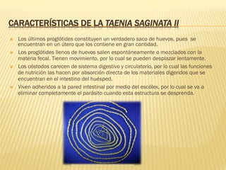 CARACTERÍSTICAS DE LA TAENIA SAGINATA II
Ò  Los últimos proglótides constituyen un verdadero saco de huevos, pues se
encuentran en un útero que los contiene en gran cantidad.
Ò  Los proglótides llenos de huevos salen espontáneamente o mezclados con la
materia fecal. Tienen movimiento, por lo cual se pueden desplazar lentamente.
Ò  Los céstodos carecen de sistema digestivo y circulatorio, por lo cual las funciones
de nutrición las hacen por absorción directa de los materiales digeridos que se
encuentran en el intestino del huésped.
Ò  Viven adheridos a la pared intestinal por medio del escólex, por lo cual se va a
eliminar completamente el parásito cuando esta estructura se desprenda.
 