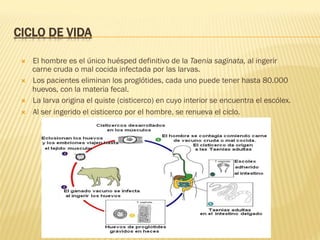 CICLO DE VIDA
Ò  El hombre es el único huésped definitivo de la Taenia saginata, al ingerir
carne cruda o mal cocida infectada por las larvas.
Ò  Los pacientes eliminan los proglótides, cada uno puede tener hasta 80.000
huevos, con la materia fecal.
Ò  La larva origina el quiste (cisticerco) en cuyo interior se encuentra el escólex.
Ò  Al ser ingerido el cisticerco por el hombre, se renueva el ciclo.
 
