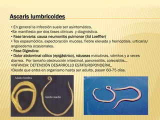 • En general la infección suele ser asintomática.
• Se manifiesta por dos fases clínicas y diagnóstica.
• Fase larvaria: causa neumonitis pulmonar (Sd Loeffler)
• Tos espasmódica, expectoración mucosa, fiebre elevada y hemoptisis. urticaria/
angioedema ocasionales.
• Fase Digestiva:
• Dolor abdominal cólico (epigástrico), náuseas matutinas, vómitos y a veces
diarrea. Por tamaño obstrucción intestinal, pancreatitis, colecistitis...
• INFANCIA: DETENCIÓN DESARROLLO ESTATUROPONDERAL.
• Desde que entra en organismo hasta ser adulto, pasan 60-75 días.
Ascaris lumbricoides
 