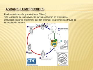 ASCARIS LUMBRICOIDES
Es el nematodo más grande (hasta 35 cm).
Tras la ingesta de los huevos, las larvas se liberan en el intestino,
atraviesan la pared intestinal y pueden alcanzar los pulmones a través de
la circulación venosa.
Ciclo Vital
 