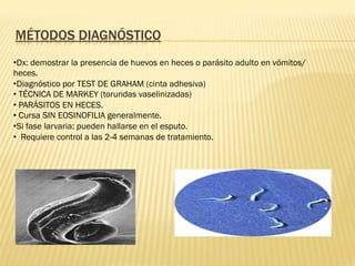 MÉTODOS DIAGNÓSTICO
• Dx: demostrar la presencia de huevos en heces o parásito adulto en vómitos/
heces.
• Diagnóstico por TEST DE GRAHAM (cinta adhesiva)
• TÉCNICA DE MARKEY (torundas vaselinizadas)
• PARÁSITOS EN HECES.
• Cursa SIN EOSINOFILIA generalmente.
• Si fase larvaria: pueden hallarse en el esputo.
•  Requiere control a las 2-4 semanas de tratamiento.
 