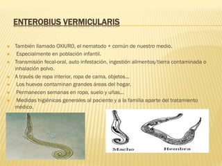 ENTEROBIUS VERMICULARIS
Ò  También llamado OXIURO, el nematodo + común de nuestro medio.
Ò  Especialmente en población infantil.
Ò  Transmisión fecal-oral, auto infestación, ingestión alimentos/tierra contaminada o
inhalación polvo.
Ò  A través de ropa interior, ropa de cama, objetos...
Ò  Los huevos contaminan grandes áreas del hogar.
Ò  Permanecen semanas en ropa, suelo y uñas...
Ò  Medidas higiénicas generales al paciente y a la familia aparte del tratamiento
médico.
 