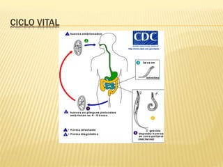 CICLO VITAL
 