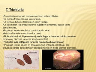 • Parasitosis universal, predominante en países cálidos.
• Es menos frecuente que la oxuriasis.
• La forma adulta se localiza en colon y ciego.
• La trasmisión se produce por la ingestión alimentos, agua y tierra
contaminada.
• Producen lesión mecánica con irritación local.
• Asintomática (la mayoría de los caso)
• Dolor abdominal, hiperestesia (puede llegar a hacerse crónico sin dco)
tenesmo y diarreas (a veces sanguinolentas).
• Parásitos más patógenos (anemia microcítica hipocrómica )
• Prolapso rectal: ocurre en casos de gran irritación intestinal, por
elevadas cargas parasitarias y especialmente en niños (por las diarreas).
T. Trichiuria
 