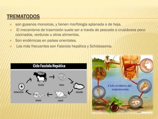 TREMATODOS
Ò  son gusanos monoicos, y tienen morfología aplanada o de hoja.
Ò  El mecanismo de trasmisión suele ser a través de pescado o crustáceos poco
cocinados, verduras u otros alimentos.
Ò  Son endémicas en países orientales.
Ò  Los más frecuentes son Fasciola hepática y Schistosoma.
 