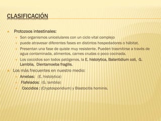 CLASIFICACIÓN
Ò  Protozoos intestinales:
É  Son organismos unicelulares con un ciclo vital complejo
É  puede atravesar diferentes fases en distintos hospedadores o hábitat.
É  Presentan una fase de quiste muy resistente. Pueden trasmitirse a través de
agua contaminada, alimentos, carnes crudas o poco cocinada.
É  Los coccidios son todos patógenos, la E. histolytica, Balantidium coli, G.
Lamblia, Dientamoeba fragilis.
Ò  Los más frecuentes en nuestro medio:
É  Amebas: (E. histolytica)
É  Flafelados: (G. lamblia)
É  Coccidios : (Cryptosporidium) y Blastocitis hominis.
 